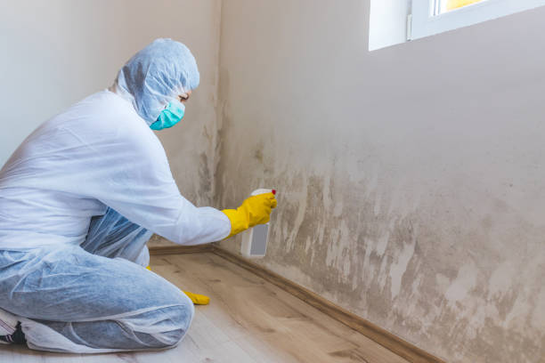 Licensed Crawl Space Mold Removal service in Ferndale, MI - WQB Mold Removal